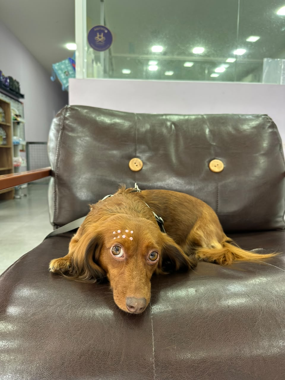 Cachorro deitado na poltrona da LabellaPets