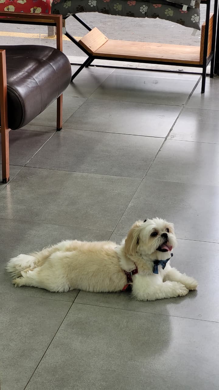Cachorro branco descansando na recepção