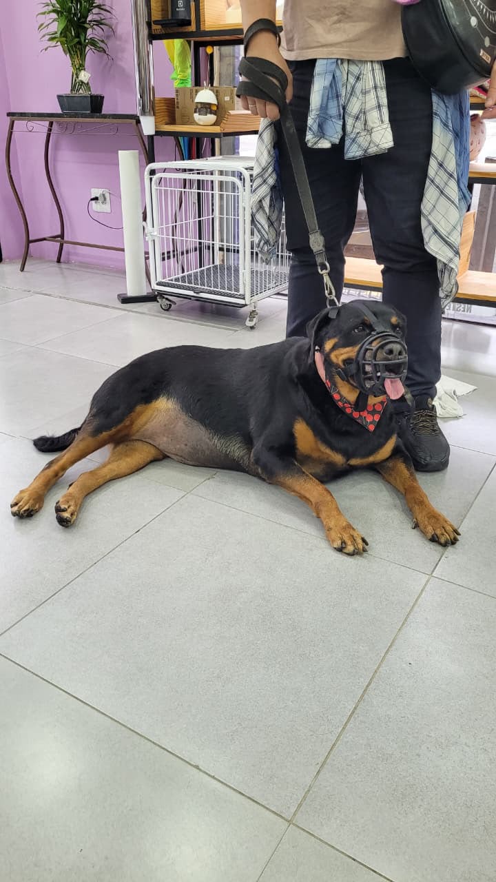 Rottweiler descansando na LabellaPets