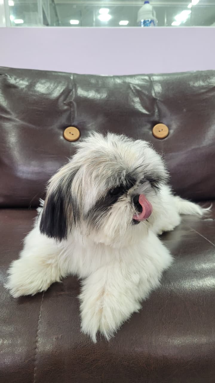 Shih tzu na recepção da LabellaPets