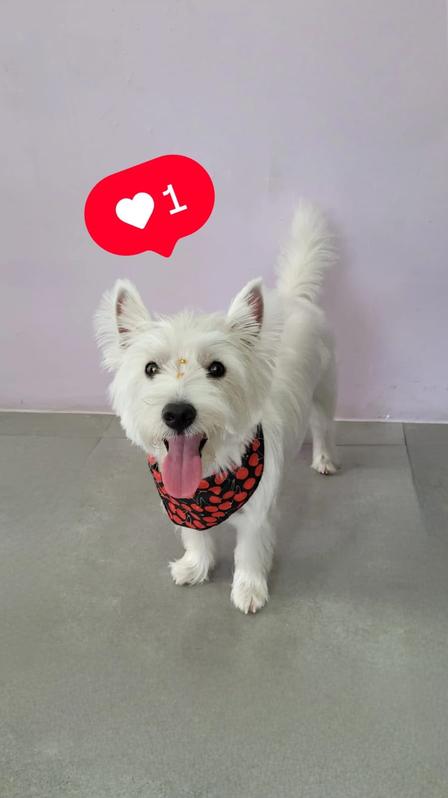 Cachorro branco na LabellaPets