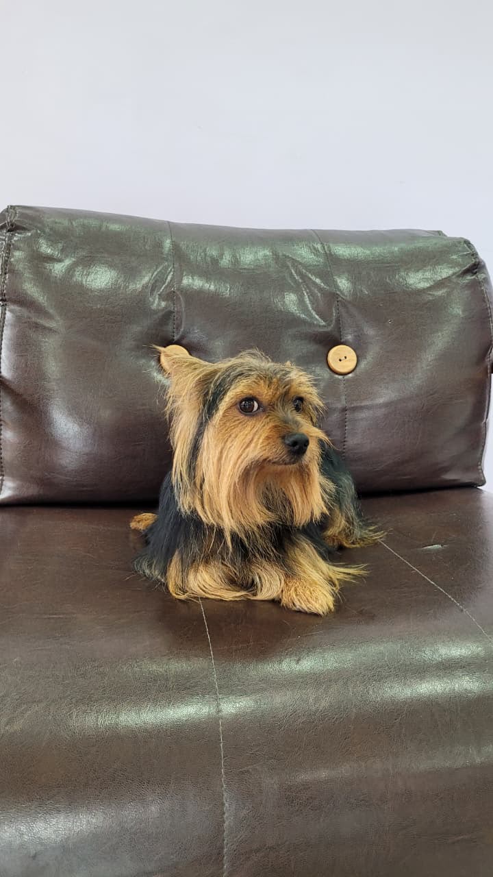 Yorkshire na poltrona da LabellaPets